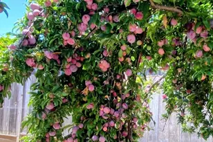 34839 Clover St, Union City, CA 94587 - Photo 44