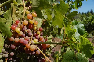 5805 Chambertin Dr, San Jose, CA 95118 - Photo 62