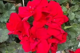 1647 Jupiter Dr, Milpitas, CA 95035 - Photo 30