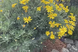 2506 Ralston Ave, Belmont, CA 94002 - Photo 68