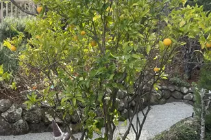 2506 Ralston Ave, Belmont, CA 94002 - Photo 70