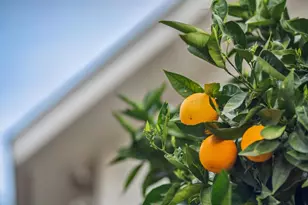 174 Villa Ave, Los Gatos, CA 95030 - Photo 36