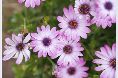 1784 Kimberly Dr, Sunnyvale, CA 94087 - Photo 44