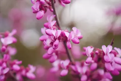 1784 Kimberly Dr, Sunnyvale, CA 94087 - Photo 42