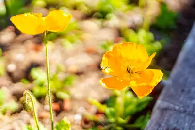 214 Fairmount Ave, Santa Cruz, CA 95062 - Photo 96