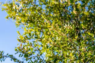 11891 Brookglen Dr, Saratoga, CA 95070 - Photo 54