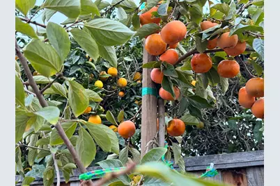 2121 Francis Ave, Santa Clara, CA 95051 - Photo 24