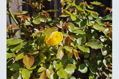 4426 Desin Dr, San Jose, CA 95118 - Photo 42