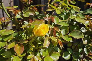 4426 Desin Dr, San Jose, CA 95118 - Photo 42