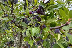 24854 Skyland Rd, Los Gatos, CA 95033 - Photo 70