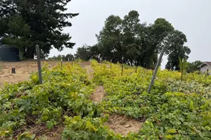 24854 Skyland Rd, Los Gatos, CA 95033 - Photo 74