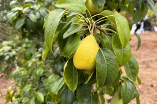 24854 Skyland Rd, Los Gatos, CA 95033 - Photo 72