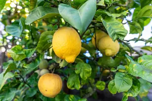 930 Rosedale Ave 68, Capitola, CA 95010 - Photo 12