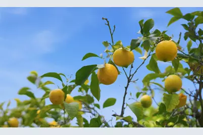 3611 Groesbeck Hill Dr, San Jose, CA 95148 - Photo 60