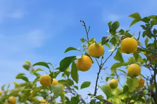 3611 Groesbeck Hill Dr, San Jose, CA 95148 - Photo 60