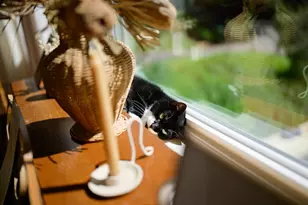 10735 Westwood Rd, Felton, CA 95018 - Photo 30