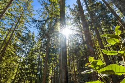 0 Forest Way, Brookdale, CA 95007 - Photo 22