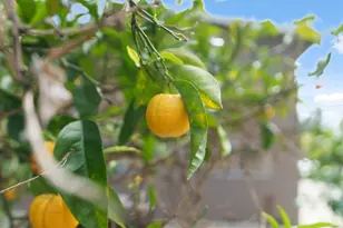 5493 Ball Dr, Soquel, CA 95073 - Photo 38