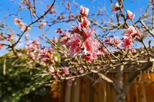 2994 Casa Nueva Ct, San Jose, CA 95124 - Photo 60