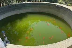 105 Silverline Rd, Los Gatos, CA 95033 - Photo 30