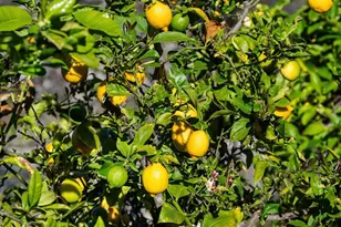 2231 Quail Bluff Ct, San Jose, CA 95121 - Photo 84