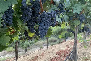 25220 Quail Ridge Rd, Los Gatos, CA 95033 - Photo 92