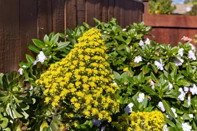 239 Prague St, San Mateo, CA 94401 - Photo 46