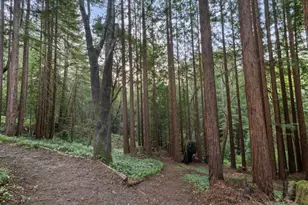 113 Lauren Cir, Scotts Valley, CA 95066 - Photo 138