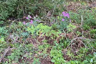 155 Native Sons Rd, Woodside, CA 94062 - Photo 40