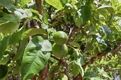 408 Green Hills Dr, Millbrae, CA 94030 - Photo 104