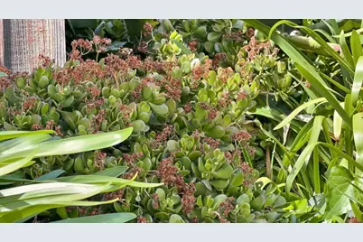 408 Green Hills Dr, Millbrae, CA 94030 - Photo 116