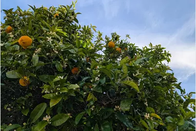 631 Almar Ave, Santa Cruz, CA 95060 - Photo 6