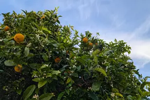 631 Almar Ave, Santa Cruz, CA 95060 - Photo 6