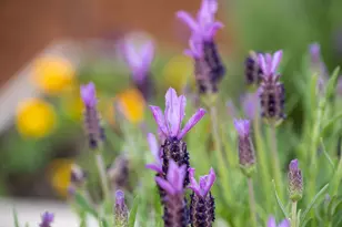 4970 Cherry Ave 115, San Jose, CA 95118 - Photo 18