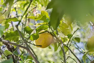 830 Monte Rosa Dr, Menlo Park, CA 94025 - Photo 54