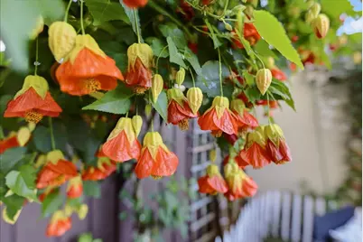 36421 Bendel Ter, Fremont, CA 94536 - Photo 60