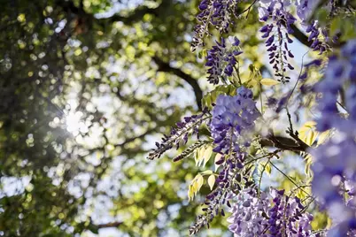 15715 Gum Tree Ln, Los Gatos, CA 95032 - Photo 8