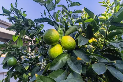 813 Pajaro St, Salinas, CA 93901 - Photo 48