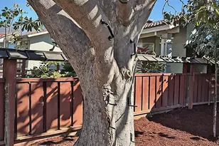 1582 Petal Way, San Jose, CA 95129 - Photo 28