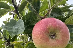 370 Goodwin Dr, San Bruno, CA 94066 - Photo 56