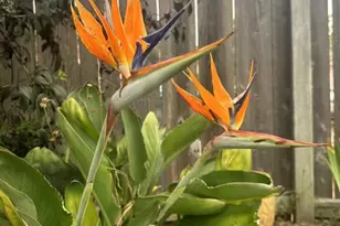 370 Goodwin Dr, San Bruno, CA 94066 - Photo 58