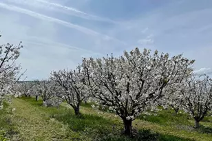 3465 Susie Ln, Gilroy, CA 95020 - Photo 6