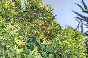 97 Logan St, Watsonville, CA 95076 - Photo 54