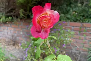 25349 Flanders Dr, Carmel, CA 93923 - Photo 42