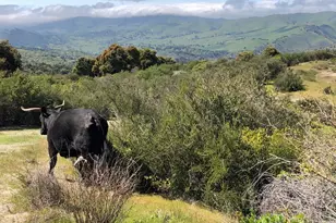 Indian Creek Ranch 36000 Carmel Valley Rd, Carmel Valley, CA 93924 - Photo 28