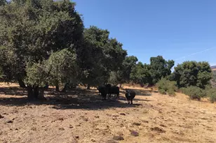 Indian Creek Ranch 36000 Carmel Valley Rd, Carmel Valley, CA 93924 - Photo 40