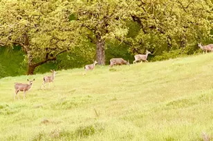 7521 Troon Ct, Gilroy, CA 95020 - Photo 46