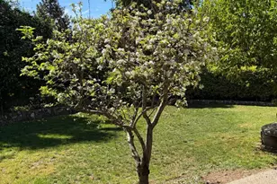 1130 Suffolk Ct, Los Altos, CA 94024 - Photo 6