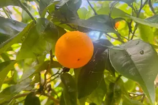 1102 Blue Lake Square, Mountain View, CA 94040 - Photo 30