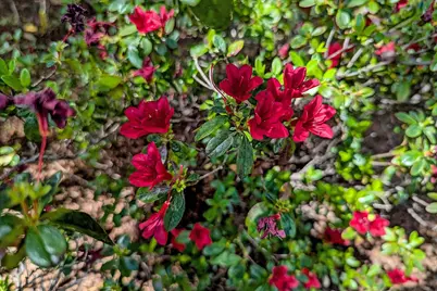 1418 Meadow Ln, Mountain View, CA 94040 - Photo 28